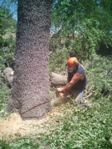 tree service pensacola job avery street