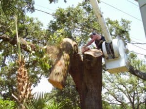 Tree removal company