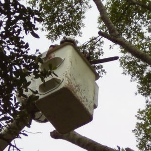 Pensacola Tree Pruning