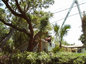 Tree Trimming Pensacola Branch