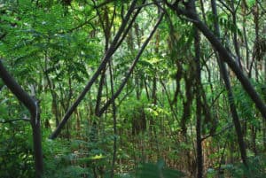 Land Clearing Pensacola