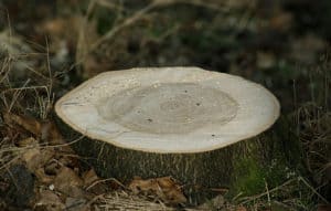 tree stump needing removal