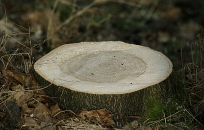 Stump needing removal