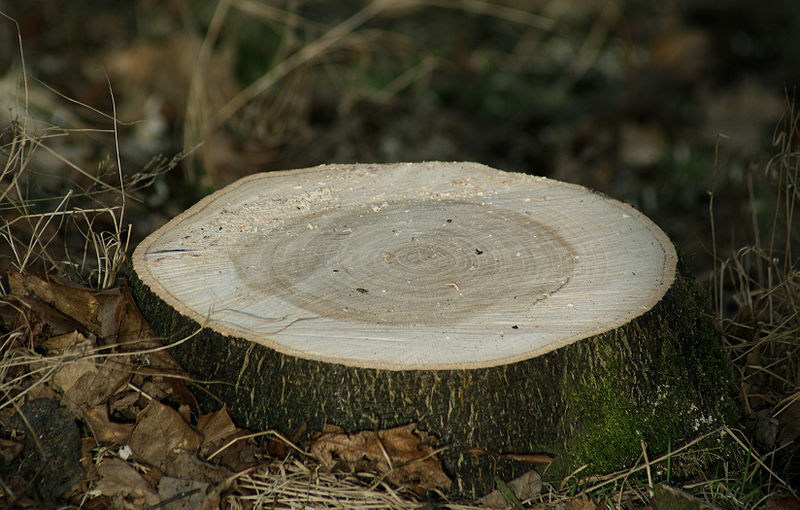 Is Stump Removal Needed For My Pensacola Property Totally Trees 