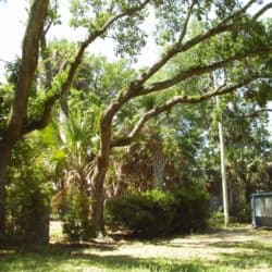 Pensacola Tree Removal