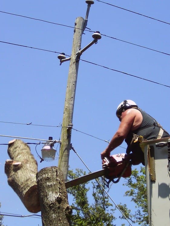 Tree Service Ludington Totally Trees (231) 2 picture image