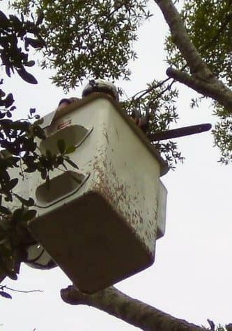 Pensacola Tree Pruning